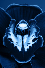 Macro of orchid flower on blue background. Vertical photo, macro.