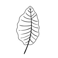 leaf nature tropical line style icon vector illustration design