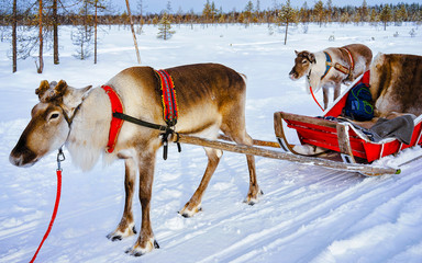 Reindeer sleigh in Finland in Rovaniemi at Lapland farm. Christmas sledge at winter sled ride...
