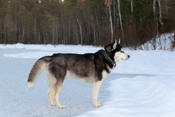 Dog breed Siberian Husky standing on the frozen lake