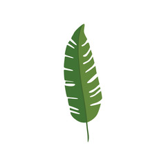 leaf nature tropical isolated icon vector illustration design
