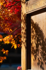 日本の秋 紅葉の落とす影