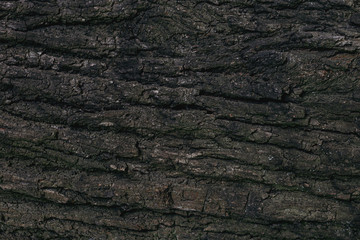 Dark wooden texture or background. Close-up.