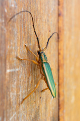 Cerambycidae with long antennae, on a wood. Longicorn beetles. Insect.