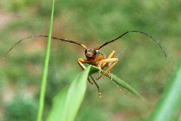 Cerambycidae perched on a branch of a green plant. Longicorn beetles. Insect.