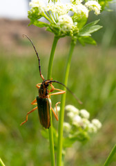 Cerambycidae perched on a branch of a green plant. Longicorn beetles. Insect.