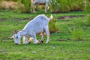Fototapeta premium Cabra de rodillas comiendo