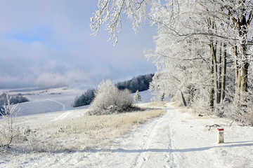 Beautiful winter landscape in mountains with snow covered trees