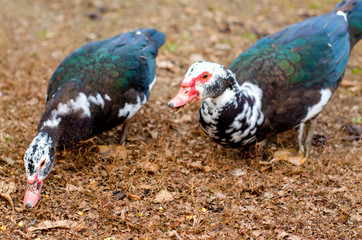 a pair of domestic black and white ducks walk on the homestad