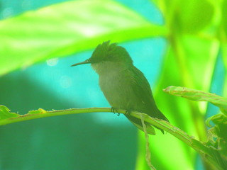Un colibri posé sur une branche