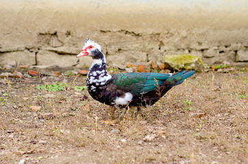 a pair of domestic black and white ducks walk on the homestad