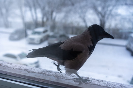 Crow walks on the windowsill outside the window