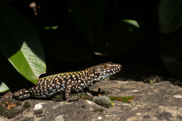 Macro view of lizard on a rock