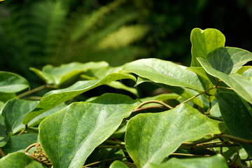 Fogliame giardino botanico
