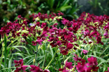 Orchidee