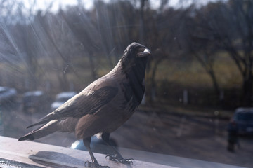 Crow carefully looks out the window