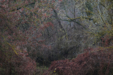 Już liście opadły © Tomek Kiecana