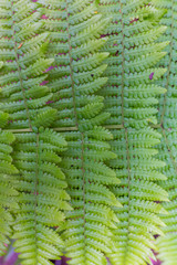 Fondo de hojas tropicales.