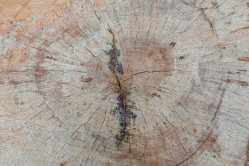 Fondo de anillos de un tronco de árbol cortado.