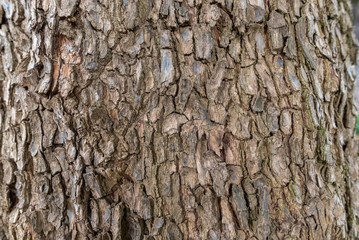 Fondo de corteza de árbol.