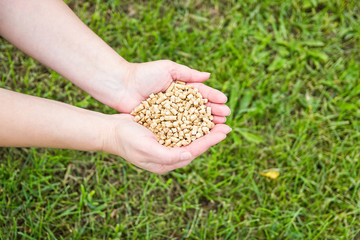 Wood pellets on green grass background in woman hands. Biofuels. Cat litter.