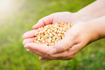 Wood pellets on green grass background in woman hands. Biofuels. Cat litter.
