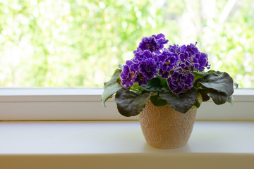 Beautiful blooming African violet flower on white windowsill. Plants for cosy home.