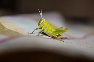 Small green grasshopper cricket with unfocused fabric background