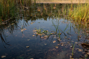 Fallen leaves on the water surface of a forest lake and the reflection of the forest in the water in autumn