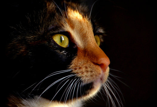 Portrait of a calico cat on a black background