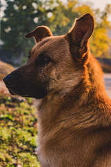 german shepherd dog