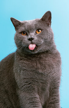 British cat on a blue background licks and shows tongue