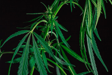 Thematic photos of hemp and marijuana Green leaf of cannabis. background image. Bright green leaves of marijuana close-up with a distinct pattern and texture.