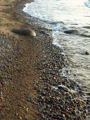 abstract backlight with beach sand and sea, wet texture