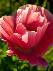 fragments of poppy petals on a blurred background