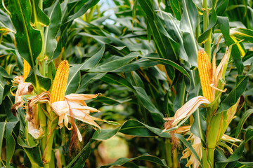 Corn on the cob in plantation field