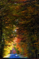 Forest road in autumn season. Fontainebleau forest 