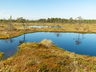 beautiful landscape with swamps and swamp lakes