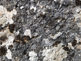 Lichens on a sedimentary limestone rock