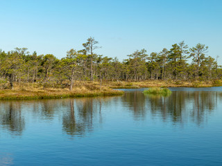 beautiful landscape with swamps and swamp lakes