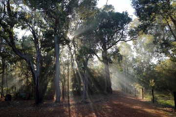 Fototapeta premium Smokey Winter Morning in Bunbury 2