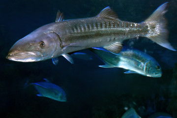 Sphyraena barracuda, or Great barracuda