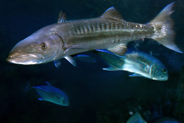 Naklejka premium Sphyraena barracuda, or Great barracuda