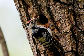 Lesser spotted woodpecker dendrocopos minor male perched on tree near hole with insects in beak for feeding children. Cute little forest bird in wildlife.
