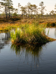 bog grass fragments and blurred bog plant background