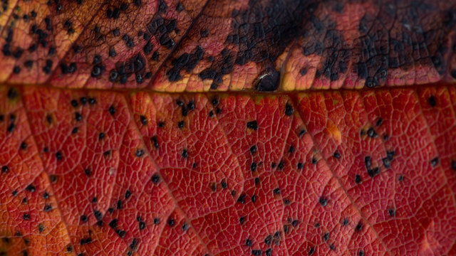 Foglia Rossa Autunnale Macro 