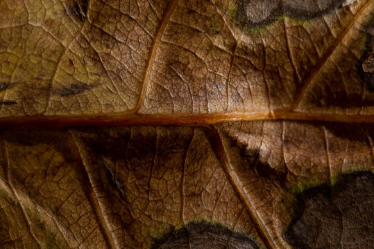 Foglia Marrone Autunnale Macro 