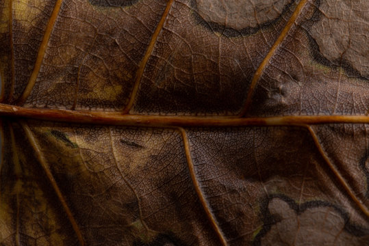 Foglia Marrone Autunnale Macro 
