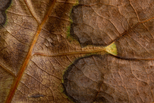 Foglia Marrone Autunnale Macro 