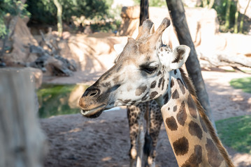 Beautiful African giraffe